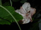 DSCN5859