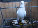 jucatori uzbeci 001