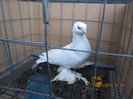 jucatori uzbeci 015