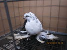 jucatori uzbeci 050
