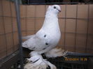 jucatori uzbeci 065
