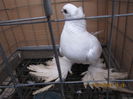 jucatori uzbeci 070