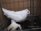 jucatori uzbeci 084