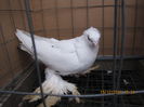 jucatori uzbeci 085