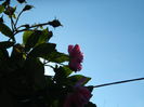 DSCN5935