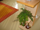 AESCHINANTHUS