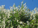 Acacia angustissima