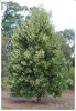Acacia_melanoxylon