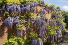 Glicina Wisteria Floribunda..