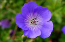 geranium rozanne, foarte "prolific" :))))))