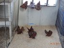 DSC04193