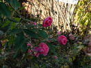 DSCN5904