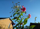 DSCN5918