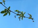 DSCN5971