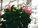 DSCN5975