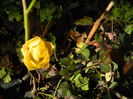 DSCN5989