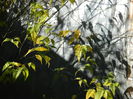 DSCN6047