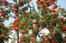 sorbus-aucuparia-edulis