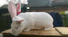 WP_20141220_026