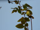 DSCN6368