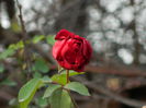 DSCN6372
