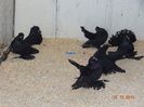 DSC04217