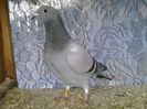 F - DV vanduta