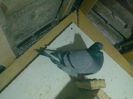 Imag 012239