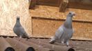 WP_20141219_09_59_14_Pro