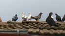 WP_20141219_10_07_25_Pro