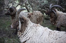 Berbeci Loaghtan-6h