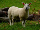 Cheviot oaie frumoasa