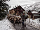 Iarna cu oile