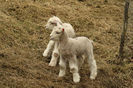 Mielusei Dorset-2