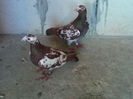perechea 7