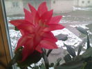 IMG_20141211_074414