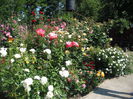 DSCF0356