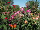 DSCF0366