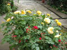 DSCF0467