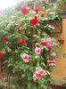 DSCF0483