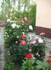 DSCF0506