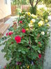 DSCF0605
