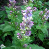 Salvia sclarea