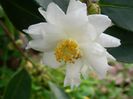 camellia_oleifera