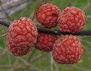 Cudrania tricuspidata