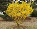 Forsythia suspensa