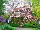 rhododendron fortunei