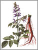 Salvia miltiorrhiza