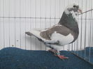 IMG_3393 f 2014