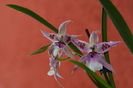 Beallara Peggy Ruth Carpenter